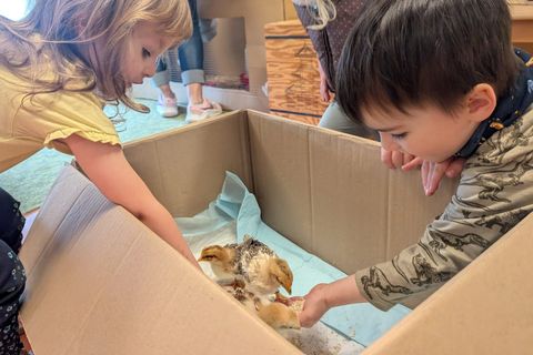 die Kinder beim Füttern der kleinen Küken
