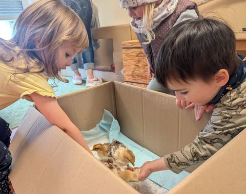 die Kinder beim Füttern der kleinen Küken