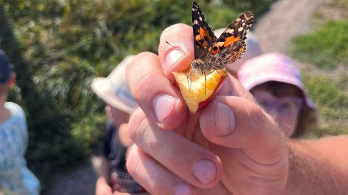 Noch eine Leckerei für den Distelfalter