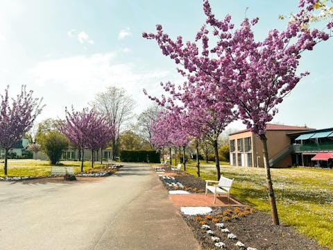 Blütenbäume