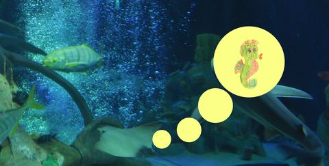 Aquarium Seepferdchen