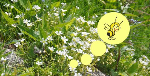 Bienenwiese